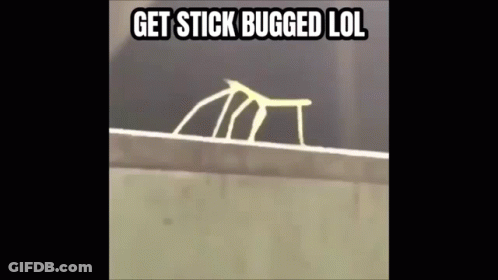 A Stick Bug Is Crawling On A Wall With The Caption Get Stick Bugged Lol . GIF