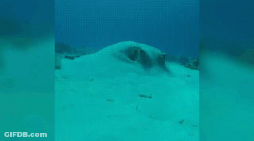 A Stingray Is Swimming In The Ocean And Looking At The Camera . GIF