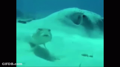 A Stingray Is Swimming In The Ocean With A Fish . GIF