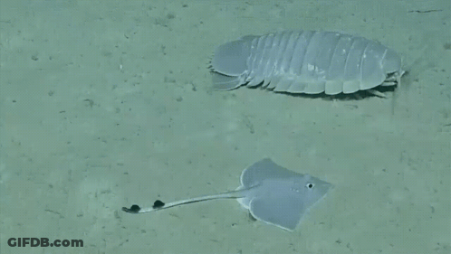 A Stingray Is Swimming Next To A White Bug On The Sand GIF
