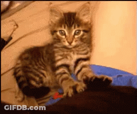 A Striped Kitten Laying On A Blue Blanket GIF