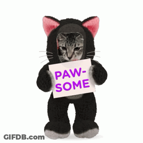 A Stuffed Animal In A Cat Costume Holds A Sign That Says Paw-Some GIF