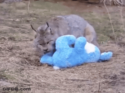 A Stuffed Animal Is Laying On The Ground With A Rabbit GIF