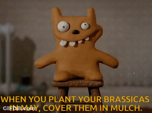 A Stuffed Animal Is Sitting On A Stool With The Words " When You Plant Your Brassicas In May Cover Them In Mulch " Below GIF