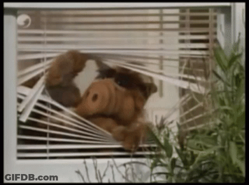 A Stuffed Animal Looks Out Of A Window With Blinds GIF