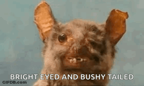 A Stuffed Animal Of A Bat With A Bright Eye And Bushy Tail . GIF