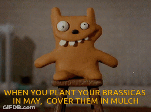 A Stuffed Animal Sitting On A Wooden Stool With The Words When You Plant Your Brassicas In May Cover Them In Mulch Below GIF
