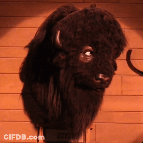 A Stuffed Bison Head Is Hanging On A Wall GIF