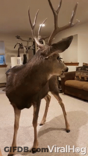 A Stuffed Deer Is Standing In A Living Room With The Words Viralhog Written On The Bottom GIF