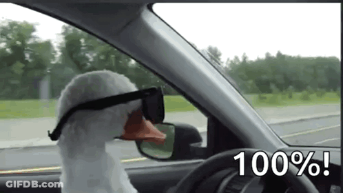 A Stuffed Goose Wearing Sunglasses Is Driving A Car On A Highway . GIF