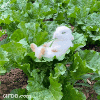 A Stuffed Rabbit Is Laying On A Lettuce Leaf GIF