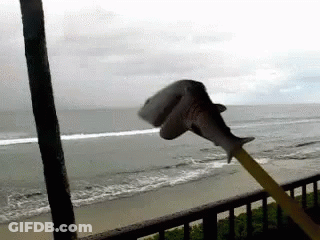 A Stuffed Shark Is Being Held In Front Of A Beach GIF