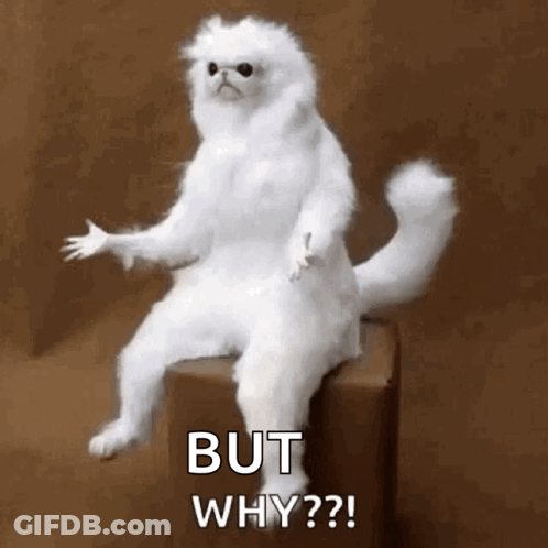 A Stuffed White Cat Is Sitting On A Box And Says `` But Why '' . GIF