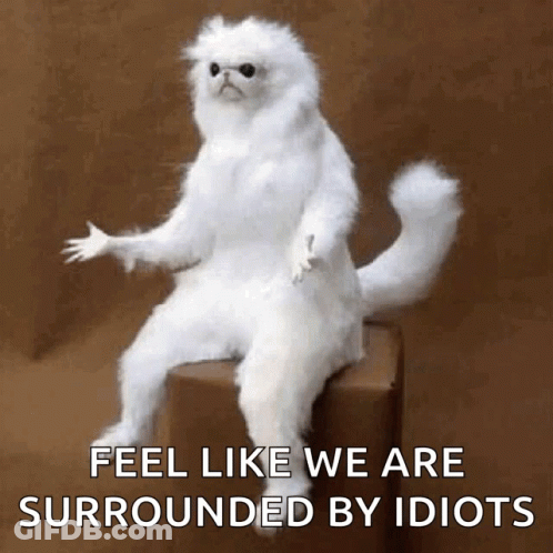 A Stuffed White Cat Is Sitting On A Box With The Words Feel Like We Are Surrounded By Idiots GIF