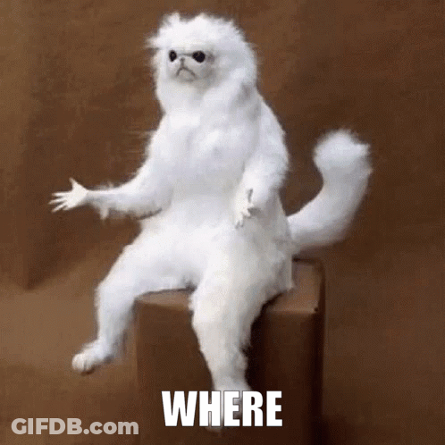 A Stuffed White Cat Is Sitting On A Box With The Words Where Written On It . GIF