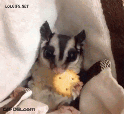 A Sugar Glider Eating A Cookie Under A Blanket With Lolgifs.net Written On The Bottom GIF