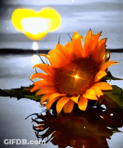 A Sunflower Is Reflected In The Water With A Yellow Heart In The Background GIF