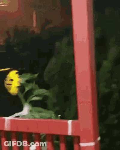 A Sunflower With A Face On It Is Sitting On A Red Porch . GIF