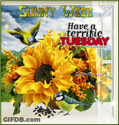 A Sunny Week Have A Terrific Tuesday Picture GIF