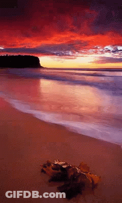 A Sunset Over A Beach With A Few Leaves On The Sand GIF