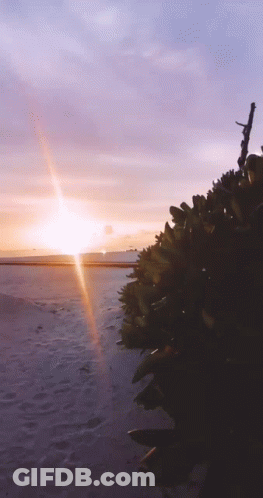 A Sunset Over A Body Of Water With A Bunch Of Plants In The Foreground GIF