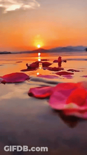 A Sunset Over A Body Of Water With Petals In The Water GIF