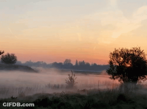 A Sunset Over A Foggy Field With Trees In The Background GIF
