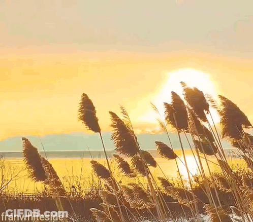 A Sunset With Tall Grass In The Foreground And The Words Good Morning Written In The Background GIF