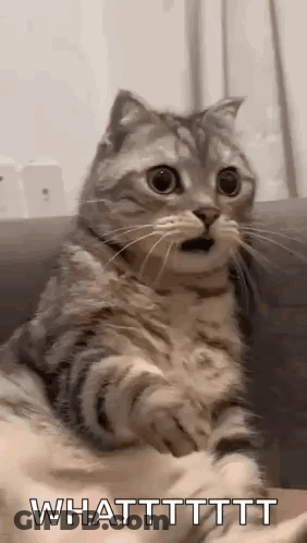 A Surprised Cat Is Sitting On A Couch And Looking At The Camera . GIF