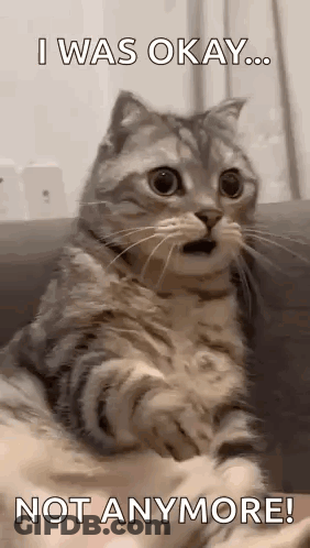 A Surprised Cat Is Sitting On A Couch With A Caption That Says `` I Was Okay ... Not Anymore '' . GIF