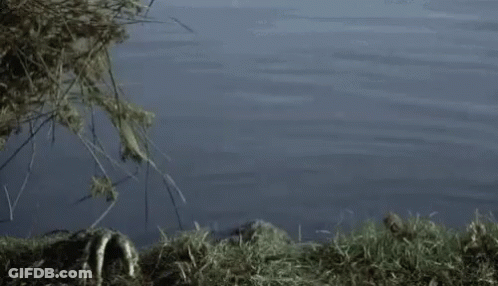 A Swamp Monster Is Crawling Out Of The Water And Looking At The Camera . GIF