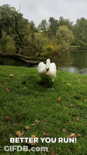 A Swan Is Standing In The Grass Next To A Lake With The Caption Better You Run GIF