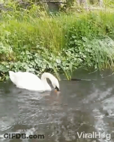 A Swan Is Swimming In A Body Of Water Next To A Grassy Area . GIF