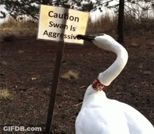 A Swan With A Red Ring Around Its Neck Stands In Front Of A Caution Sign GIF