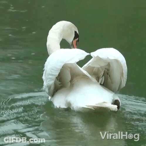 A Swan With Its Wings Outstretched Is Swimming In A Pond With Viralhog Written In The Bottom Right Corner GIF