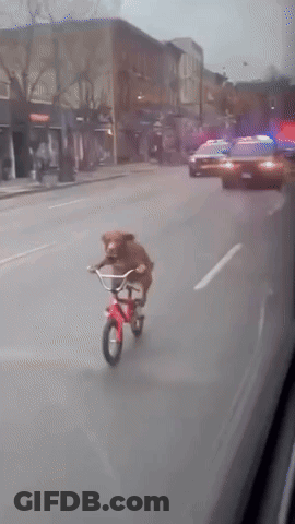 A Teddy Bear Is Riding A Red Bicycle Down The Street GIF