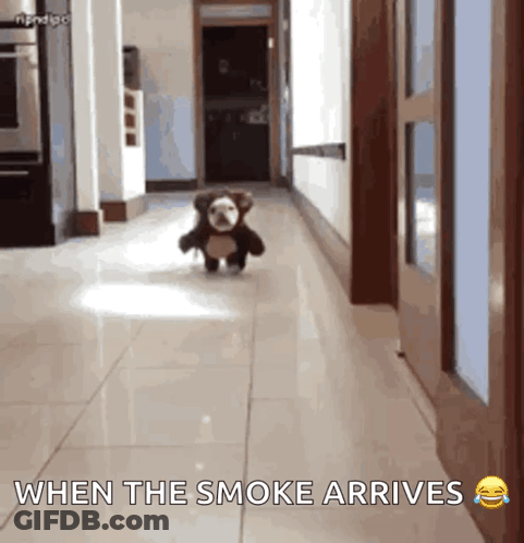 A Teddy Bear Is Running Down A Hallway With The Caption " When The Smoke Arrives " GIF