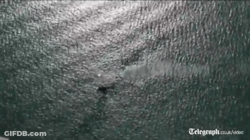 A Telegraph.co.uk Video Of A Shark In The Ocean GIF