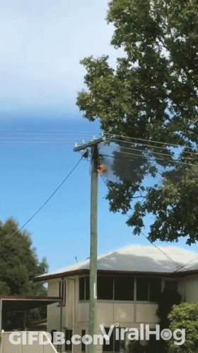A Telephone Pole With A Tree In The Background And The Words Viralhog On The Bottom Right GIF