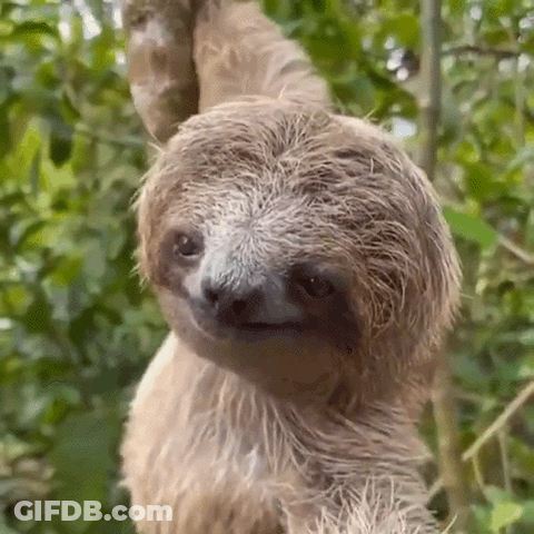 A Three Toed Sloth Is Hanging From A Tree Branch And Looking At The Camera . GIF