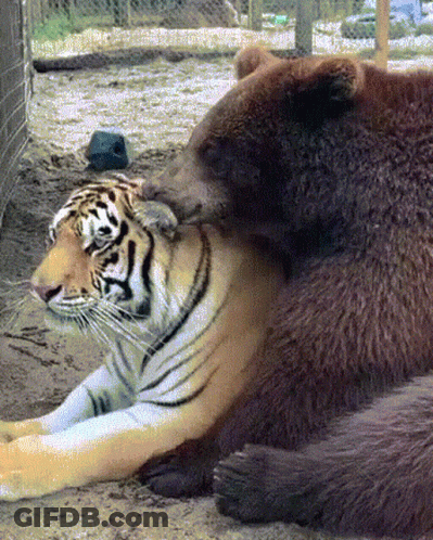 A Tiger And A Bear Are Laying Next To Each Other On The Ground GIF