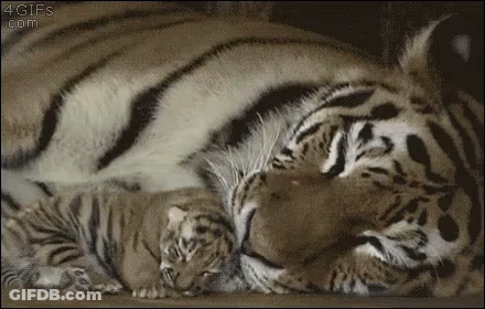 A Tiger And Her Cub Are Laying Next To Each Other On The Floor . GIF
