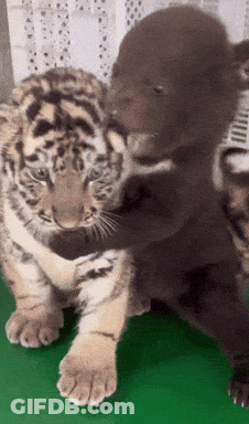 A Tiger Cub And A Bear Cub Are Hugging Each Other GIF