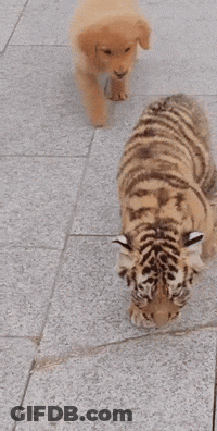 A Tiger Cub And A Puppy Are Walking On The Sidewalk GIF