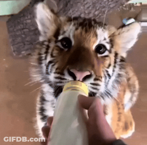 A Tiger Cub Is Being Fed From A Bottle GIF