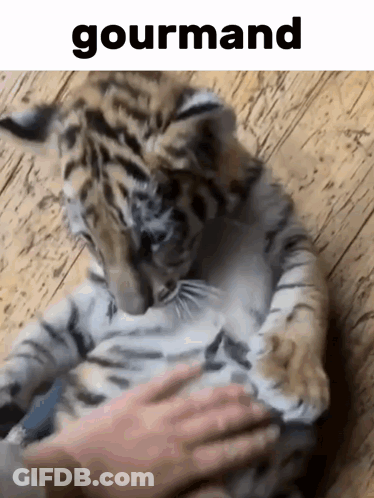 A Tiger Cub Is Being Petted By A Person And The Word Gourmand Is Above It GIF