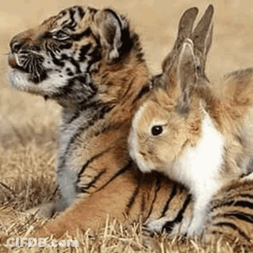 A Tiger Cub Laying Next To A Small Rabbit GIF