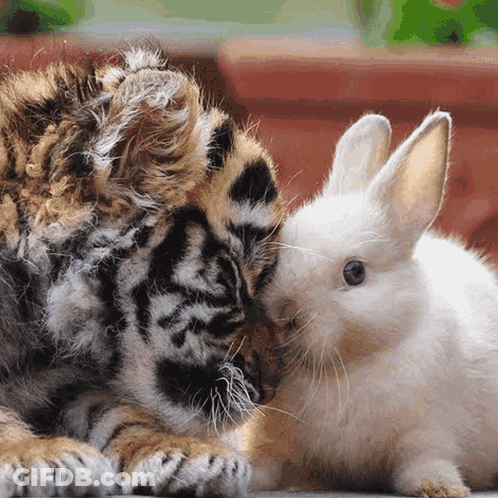 A Tiger Cub Laying Next To A White Bunny GIF