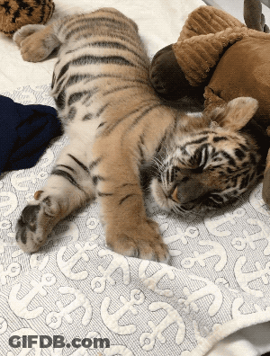A Tiger Cub Laying On A Blanket With An Anchor Pattern GIF