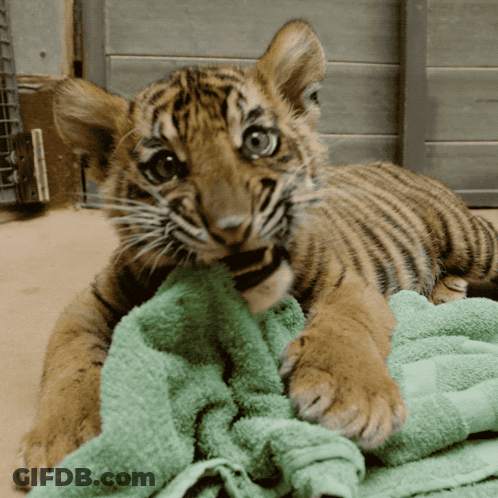 A Tiger Cub Laying On A Green Towel Looking At The Camera GIF